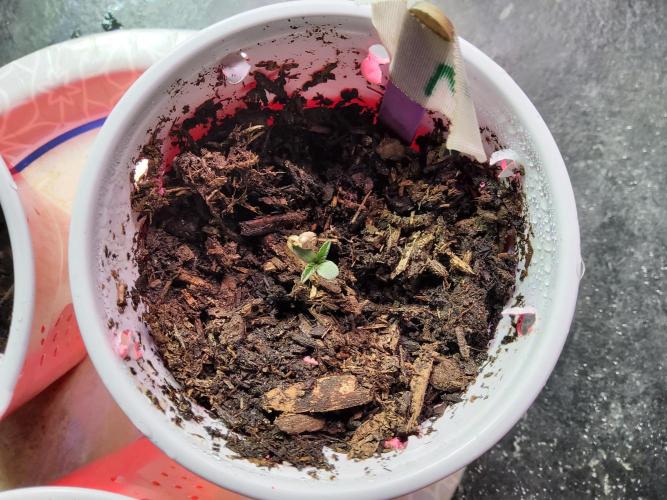 CO outdoor Northern Lights Auto 2026. Week 0 - M = Mickey Dee
The first to shoot.
Check out the cotylenas!
