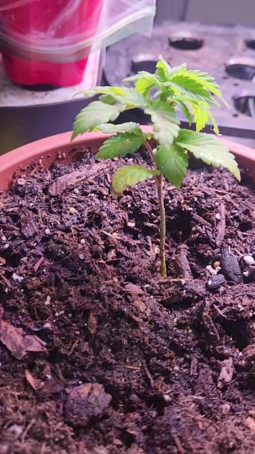 CO grow 2026