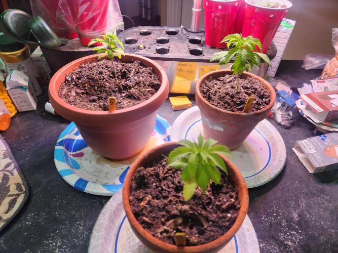 Durban Poison CO grow 2026. Week 5