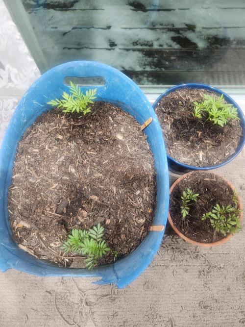 Durban Poison CO grow 2026. Week 5