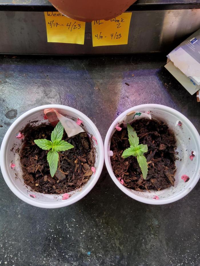 CO outdoor Northern Lights Auto 2026. Week 1