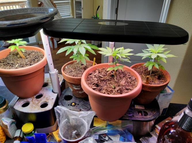 Durban Poison CO grow 2026. Week 6