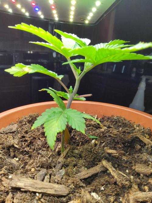 Durban Poison CO grow 2026. Week 6