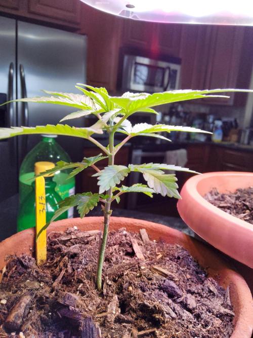 Durban Poison CO grow 2026. Week 6