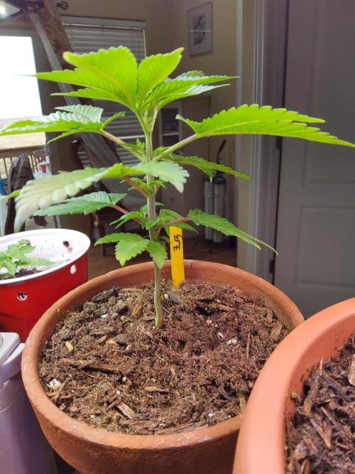 Durban Poison CO grow 2026. Week 6