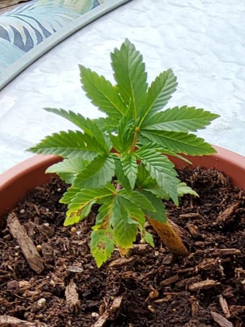 Durban Poison CO grow 2026. Week 6