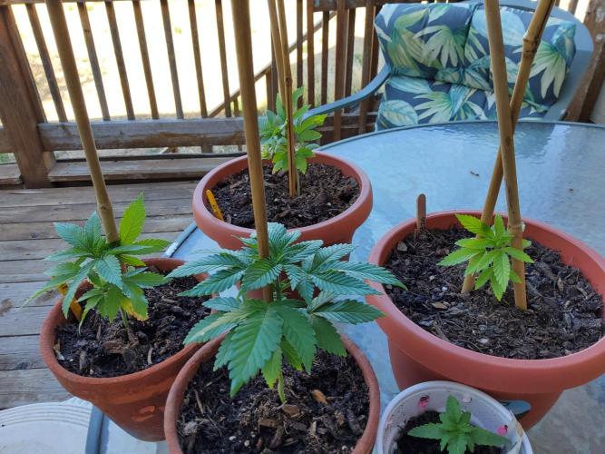 Durban Poison CO grow 2026. Week 6