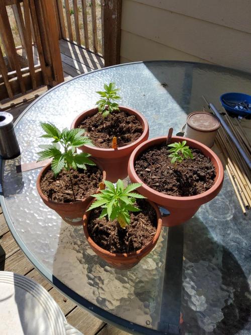 Durban Poison CO grow 2026. Week 6