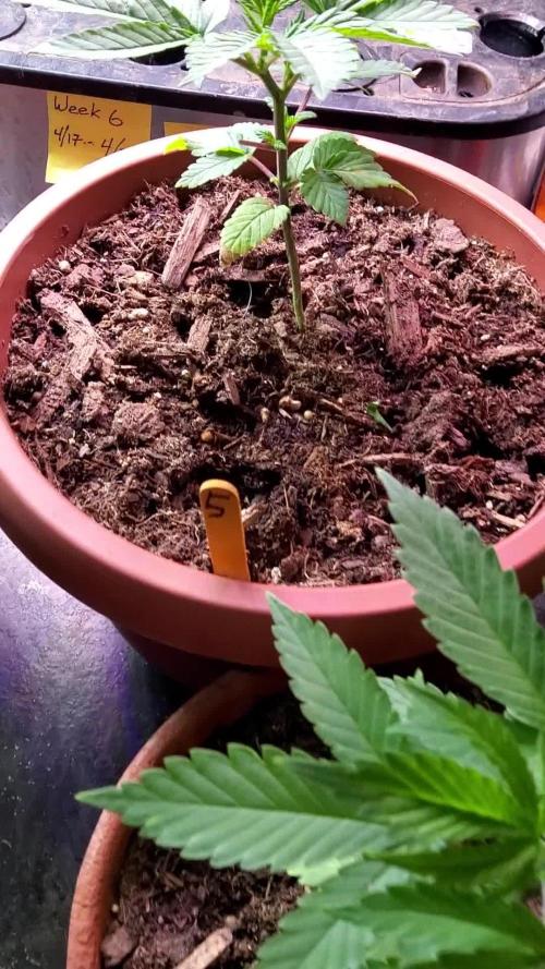 CO grow 2026