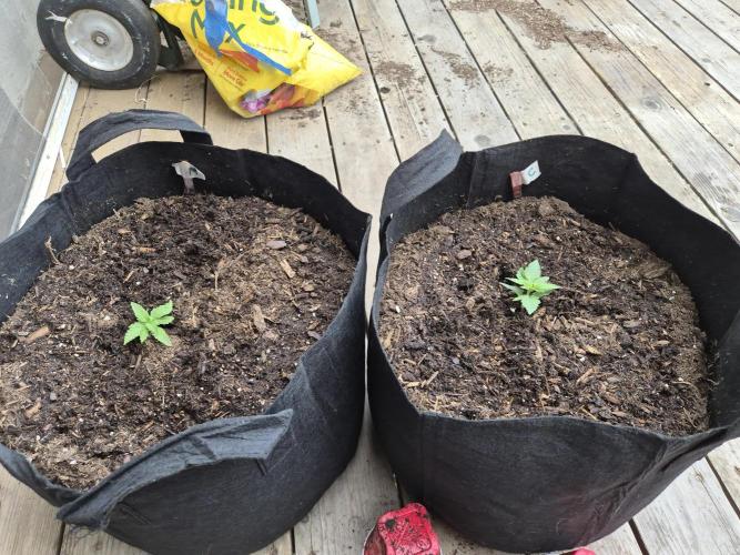 CO outdoor Northern Lights Auto 2026. Week 2