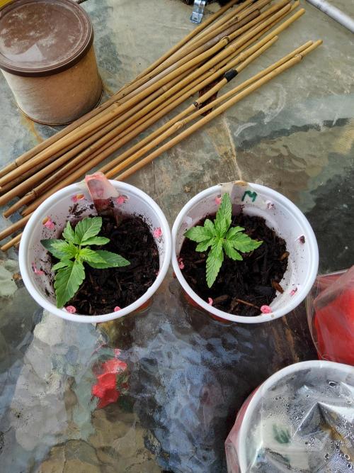 CO outdoor Northern Lights Auto 2026. Week 2