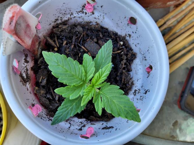 FoxFarm Original Planting Mix. Week 2