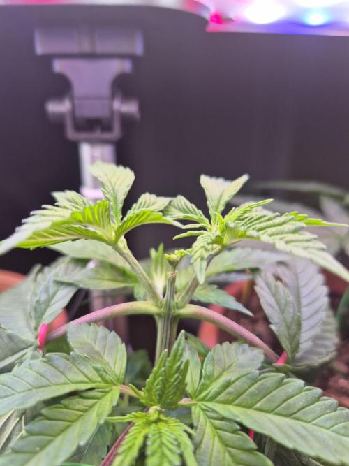 Durban Poison CO grow 2026. Week 7