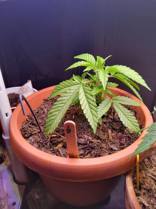Durban Poison CO grow 2026. Week 7