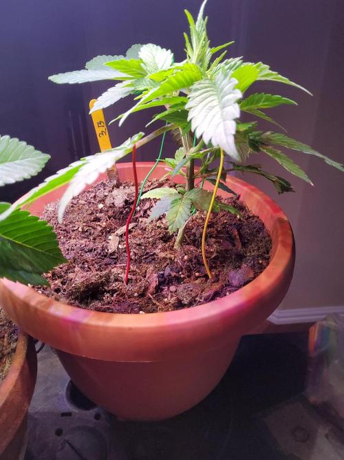 Durban Poison CO grow 2026. Week 7