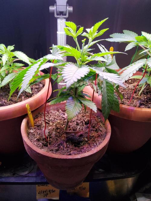 Durban Poison CO grow 2026. Week 7