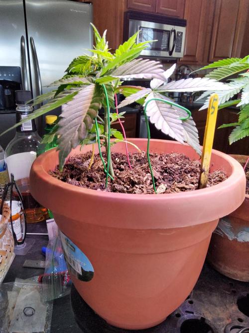Durban Poison CO grow 2026. Week 7