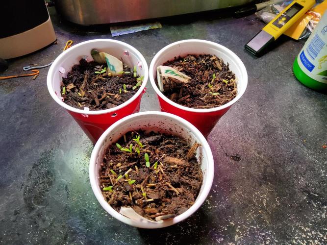 Durban Poison CO grow 2026. Week 7