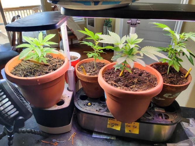 Durban Poison CO grow 2026. Week 7