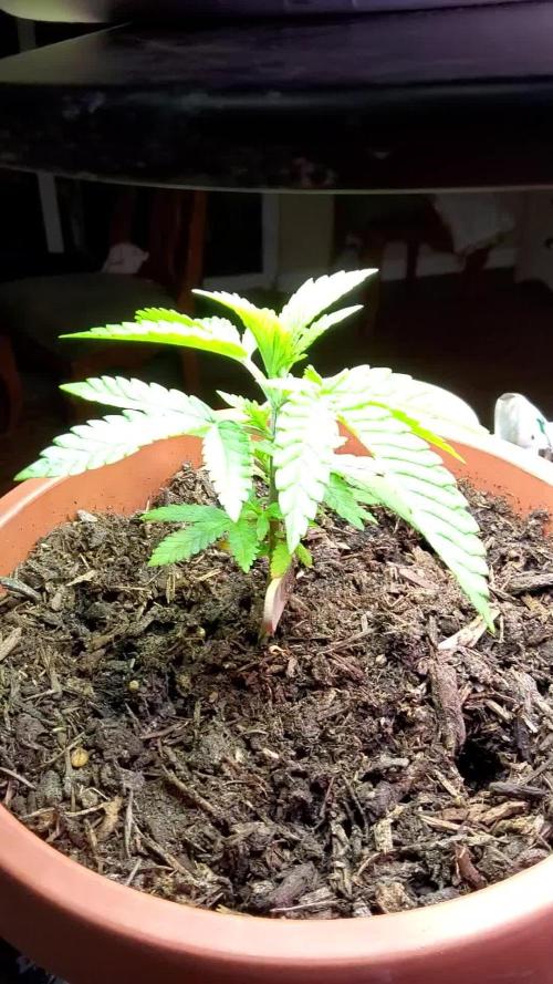 CO grow 2026