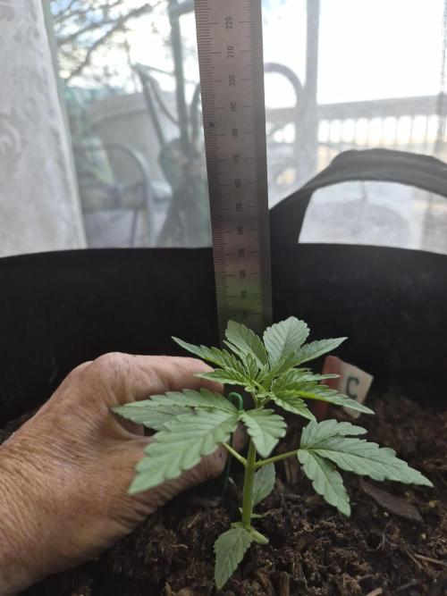 CO outdoor Northern Lights Auto 2026. Week 3