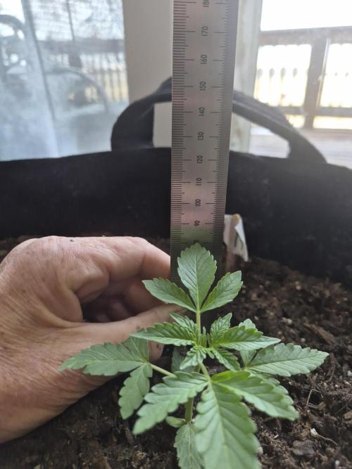 CO outdoor Northern Lights Auto 2026. Week 3