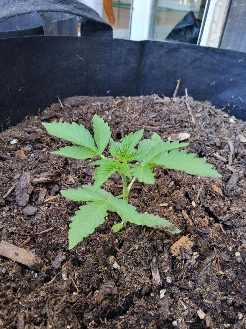 CO outdoor Northern Lights Auto 2026. Week 3