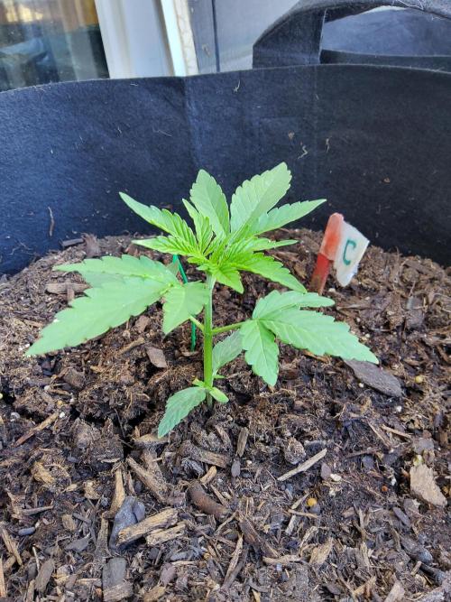 CO outdoor Northern Lights Auto 2026. Week 3