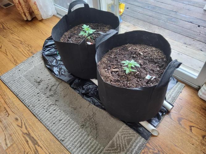 CO outdoor Northern Lights Auto 2026. Week 3