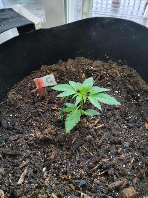 CO outdoor Northern Lights Auto 2026. Week 3