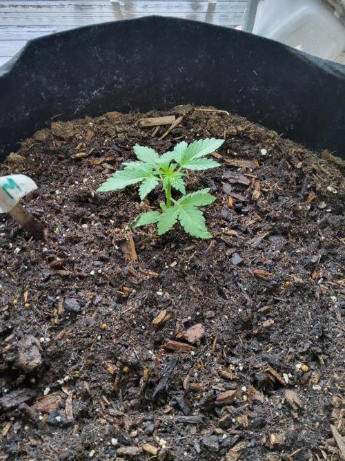 CO outdoor Northern Lights Auto 2026. Week 3