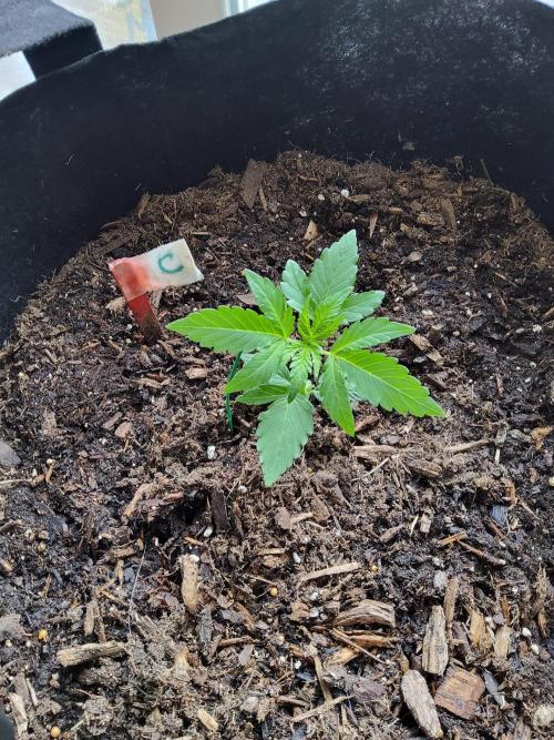 CO outdoor Northern Lights Auto 2026. Week 3