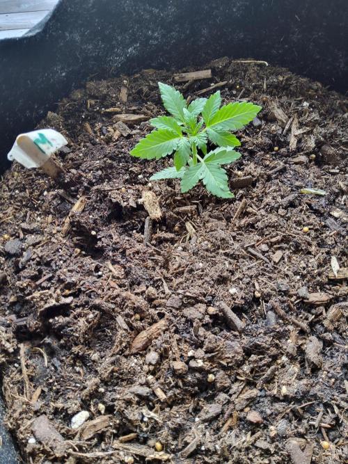 CO outdoor Northern Lights Auto 2026. Week 3
