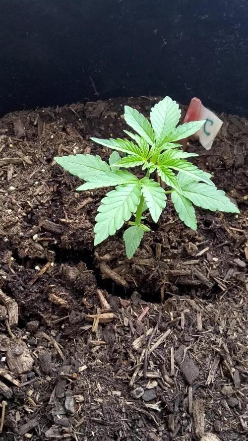 CO outdoor Northern Lights Auto 2026