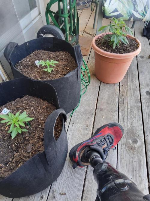 Durban Poison CO grow 2026. Week 7