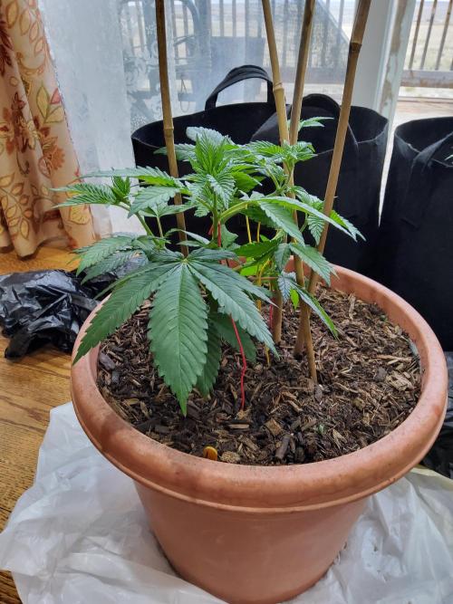 Durban Poison CO grow 2026. Week 8