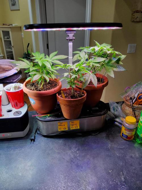 Durban Poison CO grow 2026. Week 8
