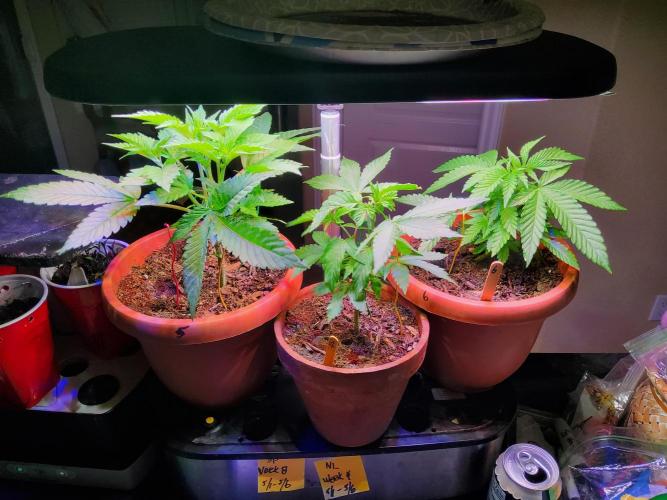 Durban Poison CO grow 2026. Week 8