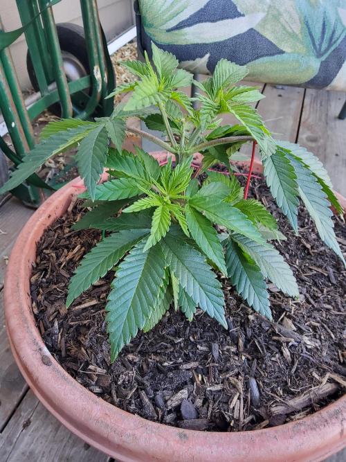 Durban Poison CO grow 2026. Week 8
