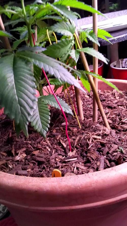Durban Poison CO grow 2026