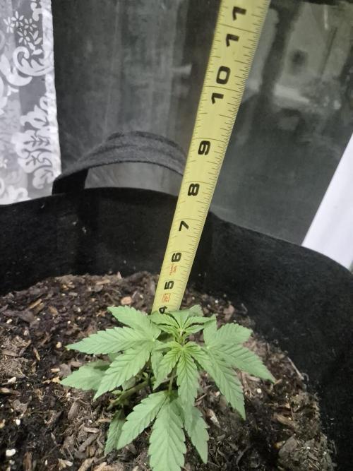 CO outdoor Northern Lights Auto 2026. Week 4