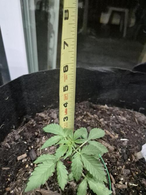 CO outdoor Northern Lights Auto 2026. Week 4