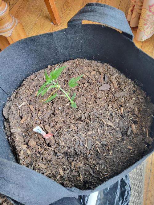 CO outdoor Northern Lights Auto 2026. Week 4