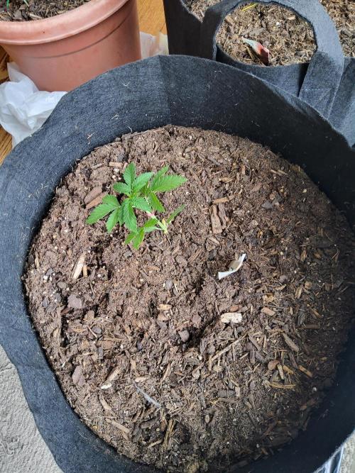 CO outdoor Northern Lights Auto 2026. Week 4