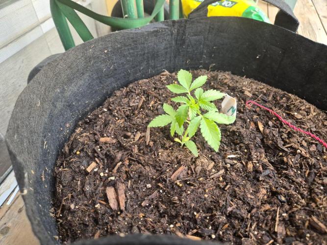 CO outdoor Northern Lights Auto 2026. Week 4