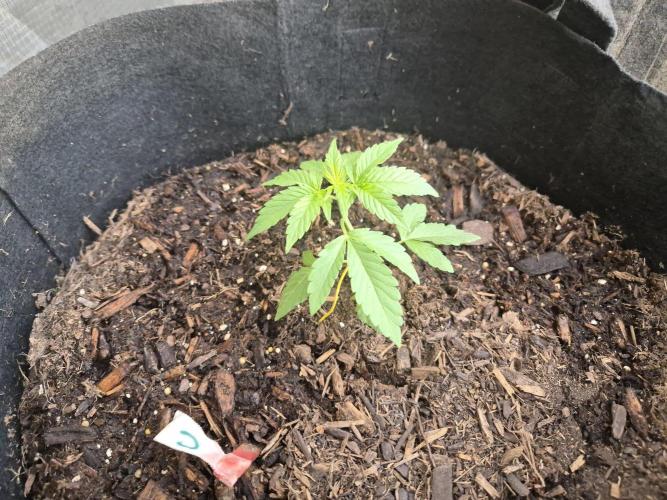CO outdoor Northern Lights Auto 2026. Week 4