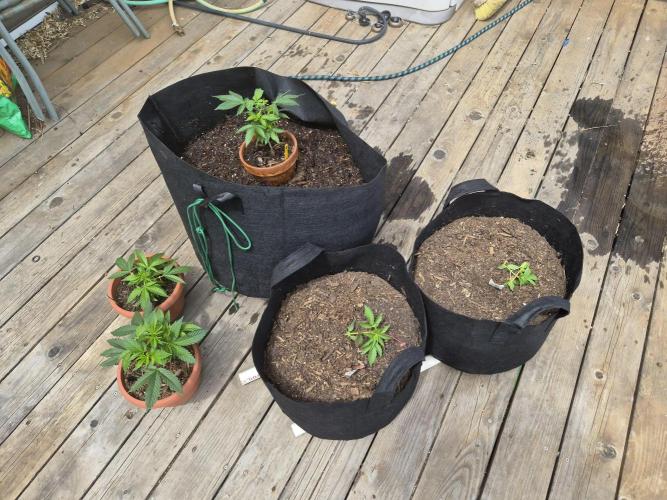 CO outdoor Northern Lights Auto 2026. Week 4