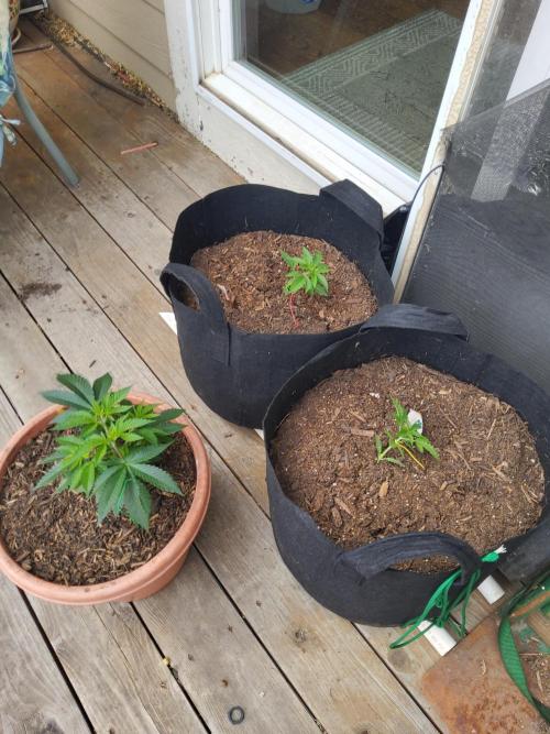 CO outdoor Northern Lights Auto 2026. Week 4