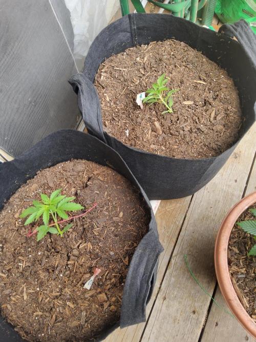 FoxFarm Original Planting Mix. Week 4