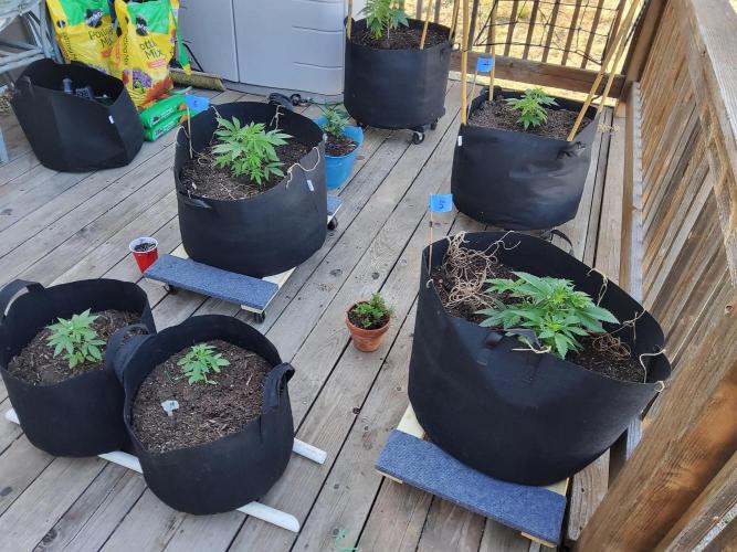 Durban Poison CO grow 2026. Week 9